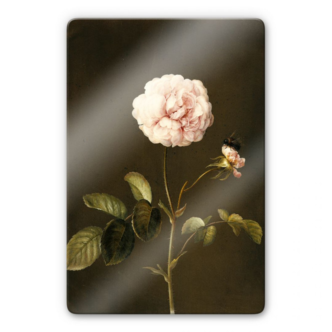 Glasbild Dietzsch - Essig-Rose mit Hummel