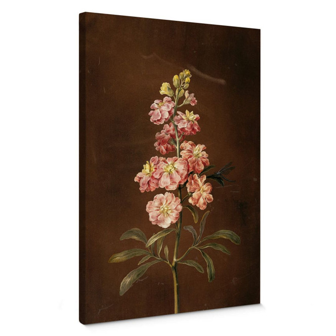 Leinwandbild Dietzsch - Eine rosa Garten Levkkoje