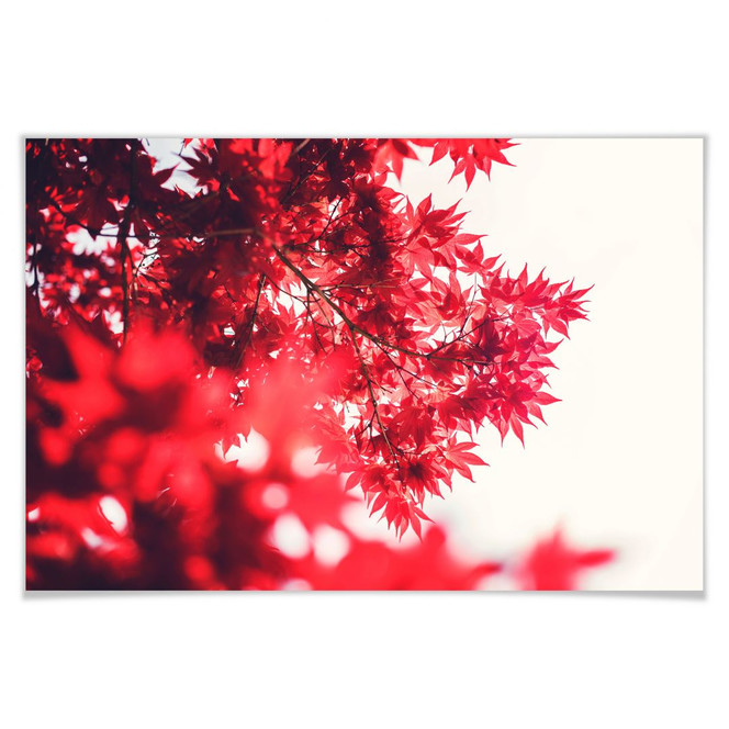 Poster Ahornbaum im Herbst