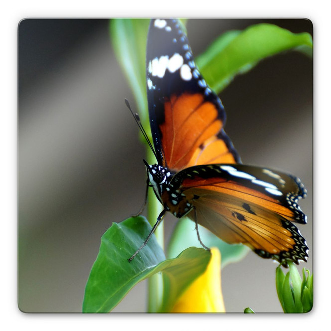 Glasbild Kleiner Falter - quadratisch