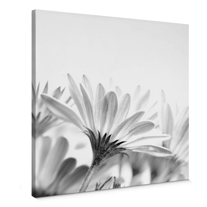 Leinwandbild Gänseblümchen im Detail - quadratisch