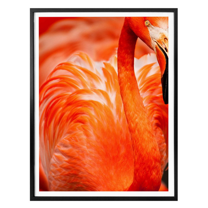 Poster Flamingo