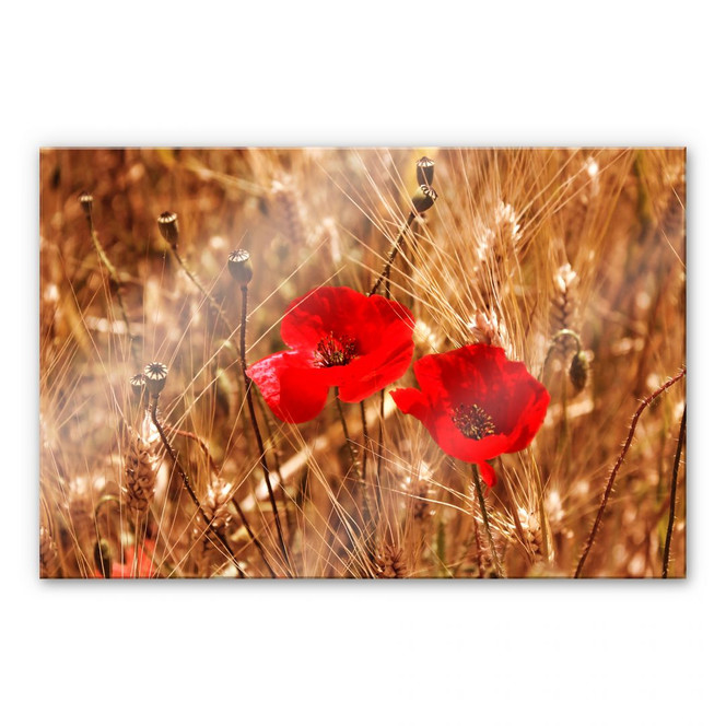 Acrylglasbild Mohnblüten im Feld