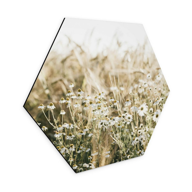Hexagon Wandbild Sommerwiese mit Kamille - Annie - Alu-Dibond