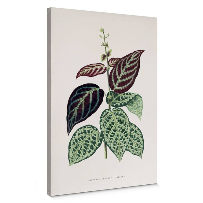 Leinwandbild Blatt Illustration - Bignonia Argyro Violascea