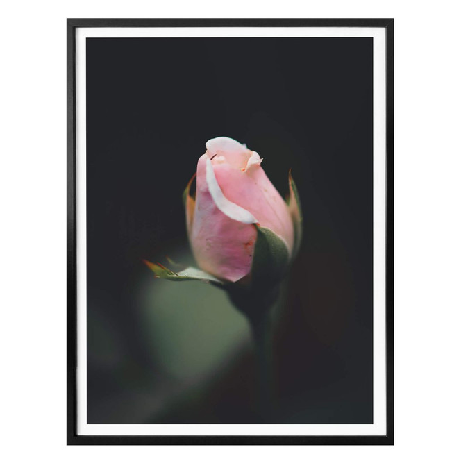 Poster Rosa Blüte einer Rose