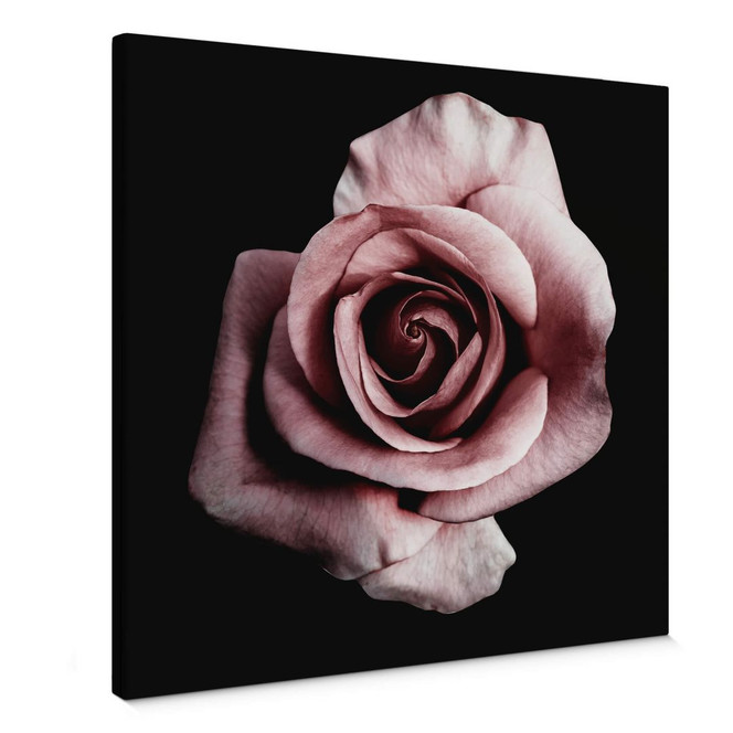 Leinwandbild Einzelne Rose - Quadratisch