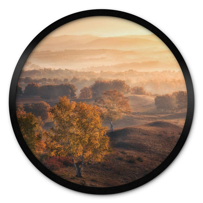 Poster Birkenbäume im goldenen Morgentau - Cui - Rund