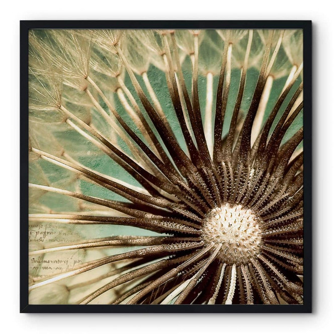 Poster Pusteblumen Poesie - quadratisch