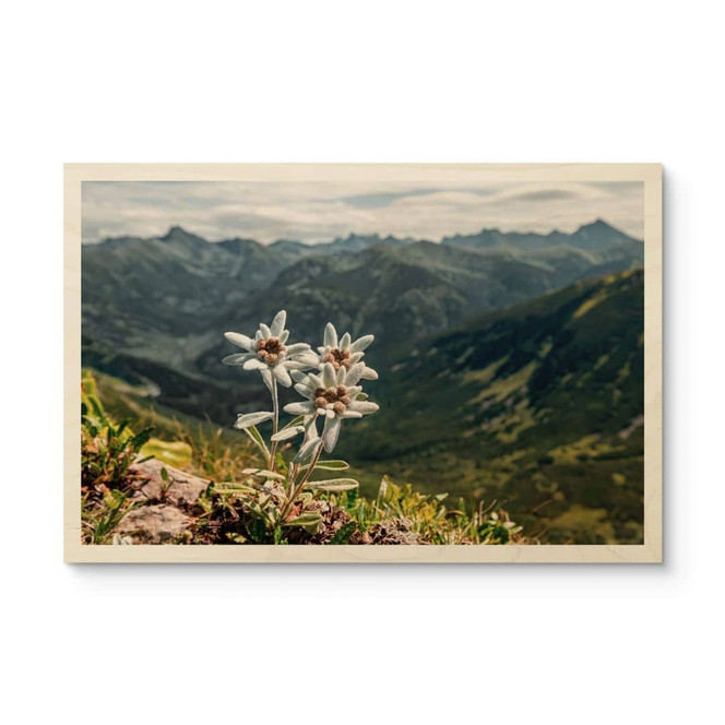 Holzbild Weisser Alpen-Edelweiss auf dem Berg