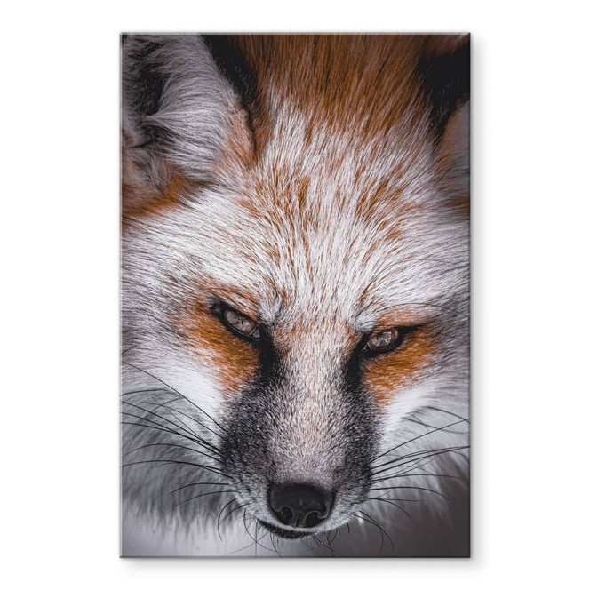 Acrylglasbild Tierporträt Rotfuchs - Nagi