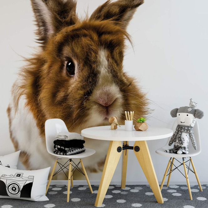 Fototapete Rabbit