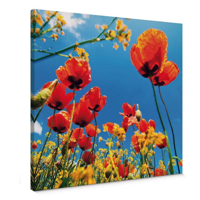 Leinwandbild Mohnblumen im Rapsfeld