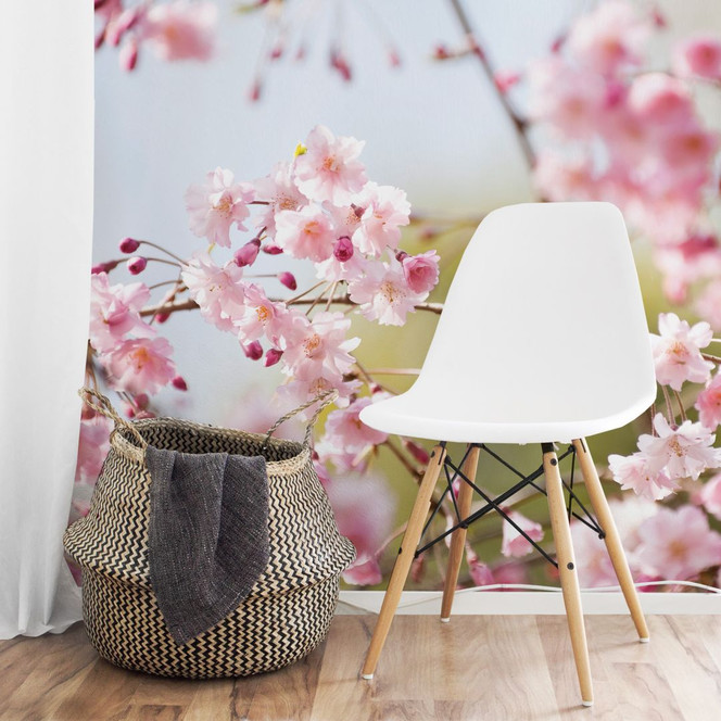 Fototapete Kirschblüten Cherry Blossoms