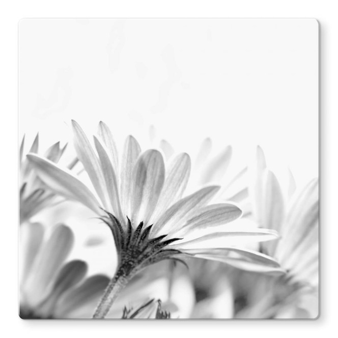 Glasbild Gänseblümchen im Detail - quadratisch