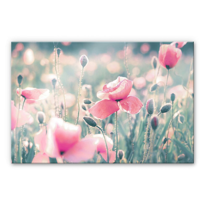 Acrylglasbild Delgado - Mohnblumenmomente