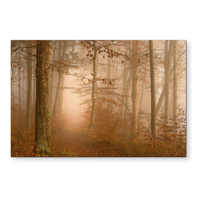 Wandbild Dunst und Licht im herbstlichen Wald - Maier - Alu-Dibond