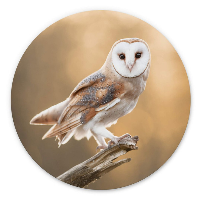 Wandbild van Duijn - Schleiereule in goldenem Licht - Alu-Dibond Rund