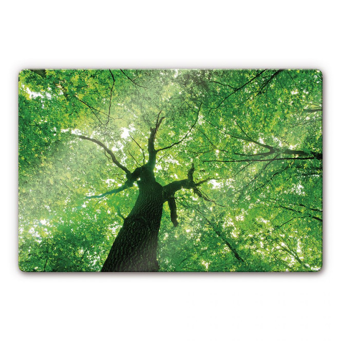 Glasbild Under the Trees