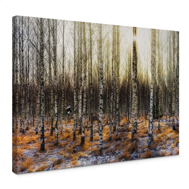 Leinwandbild Olsen - Sonnenschein im Birkenwald