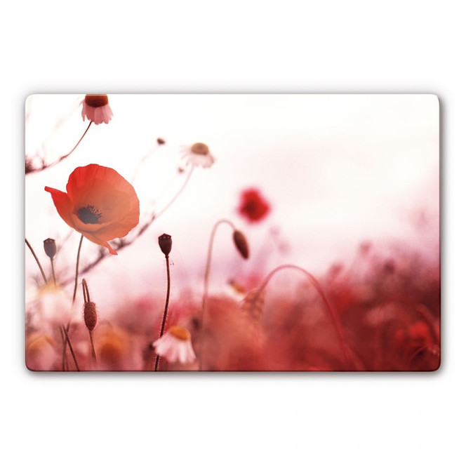 Glasbild Mohn Impressionen
