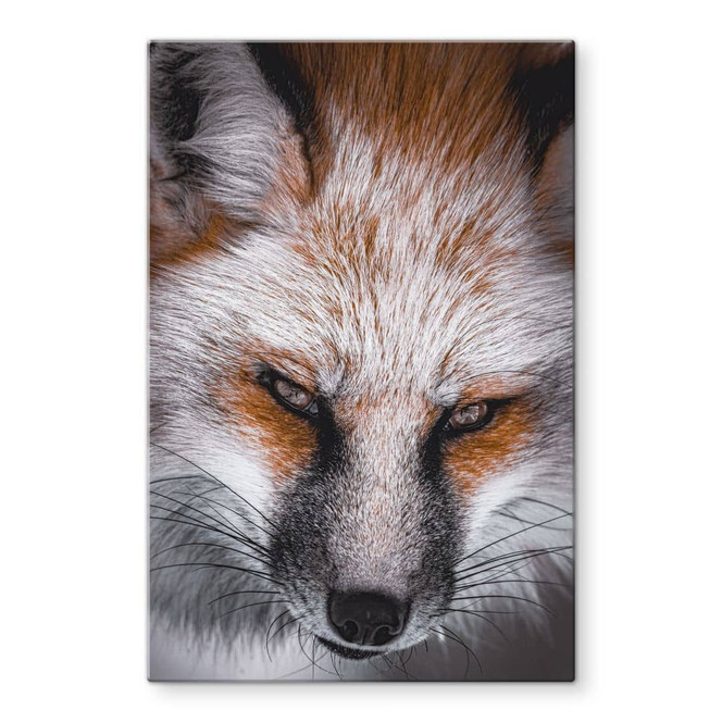 Glasbild Tierporträt Rotfuchs - Nagi