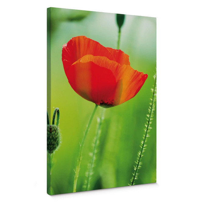 Leinwandbild Mohnblume