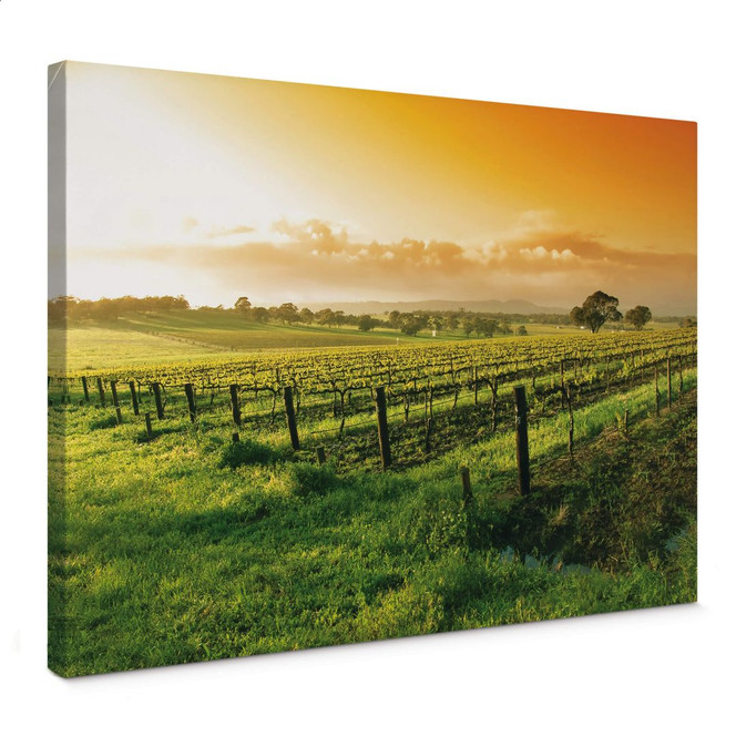 Leinwandbild Wein im Sonnenuntergang