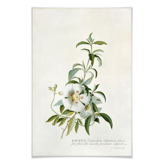 Poster Ehret - Zistrose