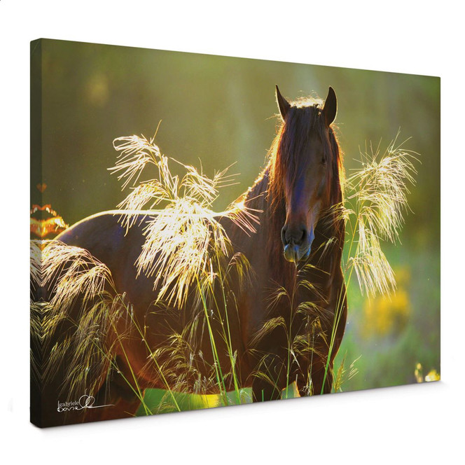 Leinwandbild Boiselle - Lusitano Naipe im Zauberlicht