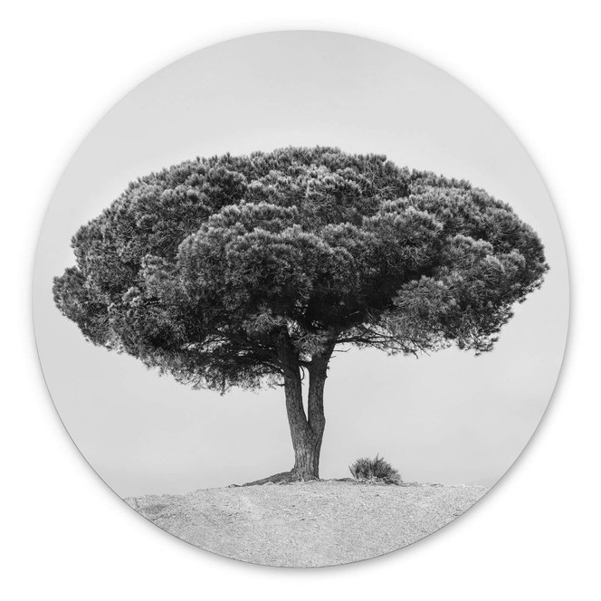 Alu-Dibond Martin - Baum in Schwarz-Weiss - Rund