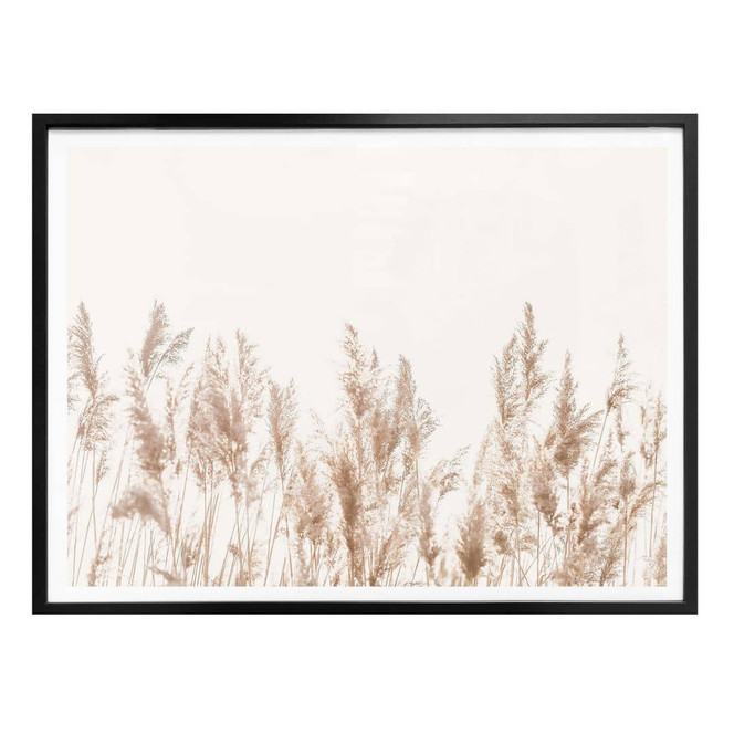 Poster Schilfgräser