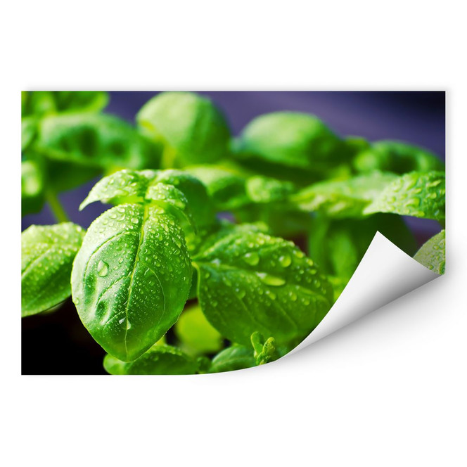 Wallprint Frisches Basilikum
