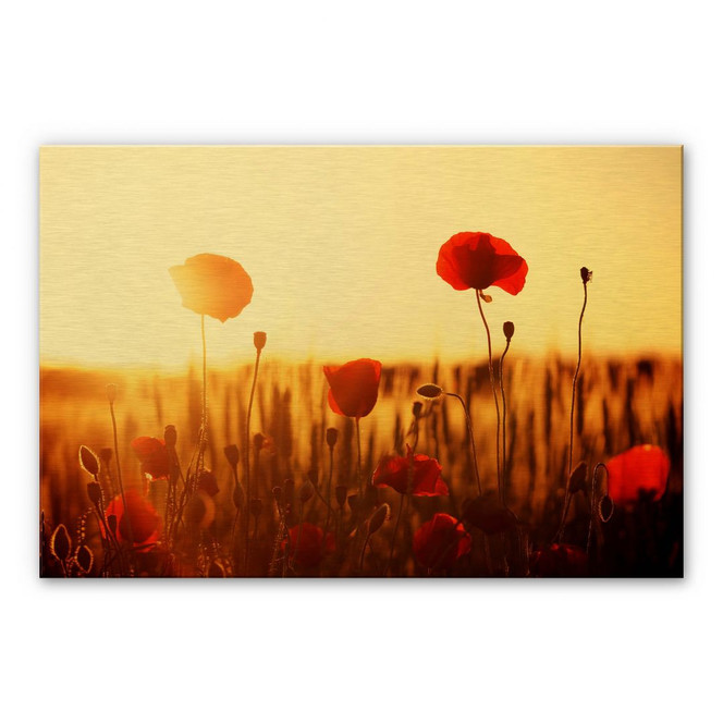 Alu-Dibond mit Goldeffekt - Sonnenflut im Mohnfeld