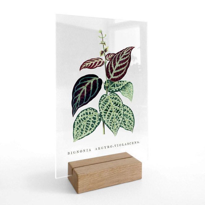 Tischaufsteller Blatt Illustration - Bignonia Argyro Violascea