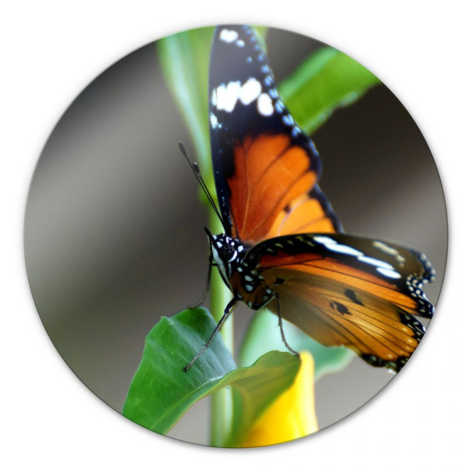 Glasbild Kleiner Falter - rund