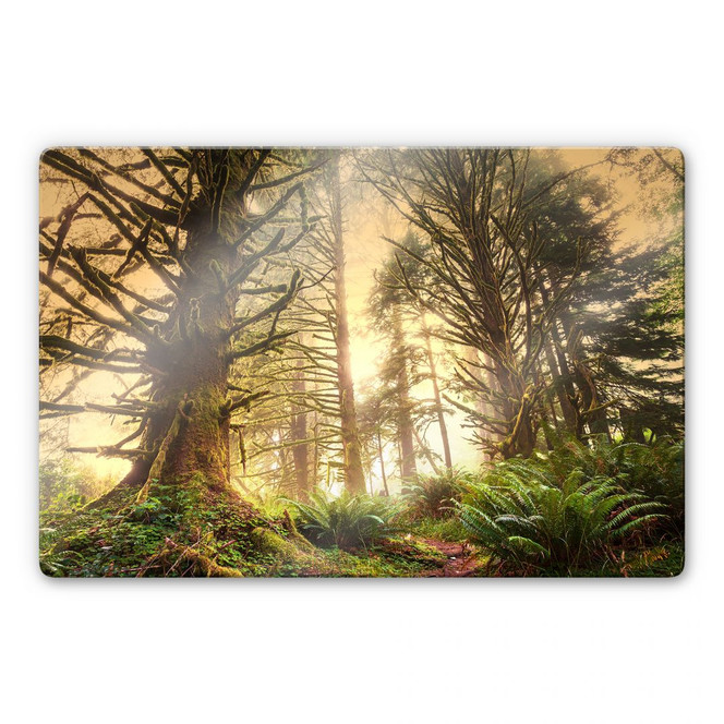 Glasbild Zauberwald