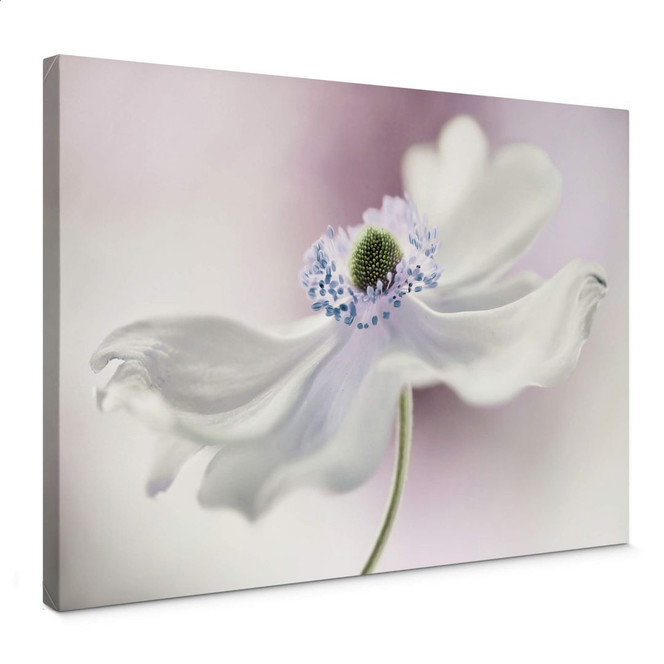 Leinwandbild Disher - Anemone Breeze