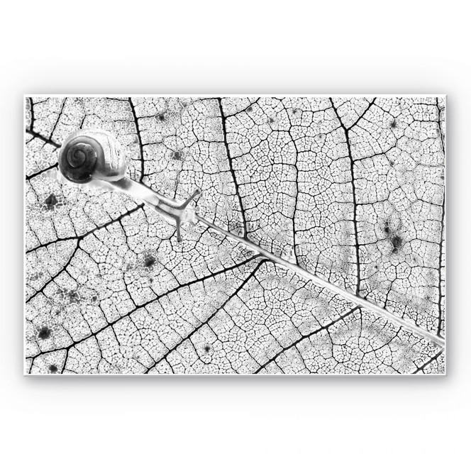 Wandbild Bravin - Transparenzen