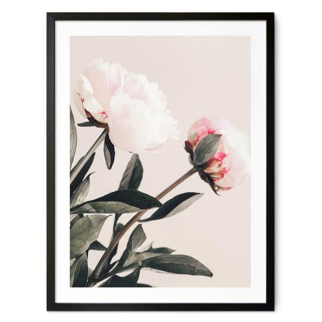 Poster 1X Studio - Prachtvolle Pfingstrosen