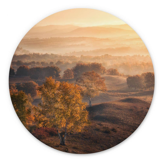 Wandbild Birkenbäume im goldenen Morgentau - Cui - Alu-Dibond Rund