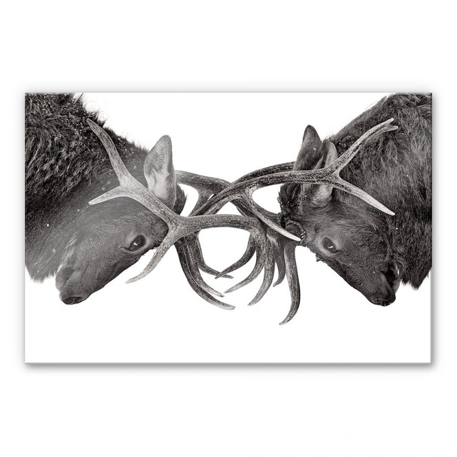 Acrylglasbild Cumming - Machtkampf