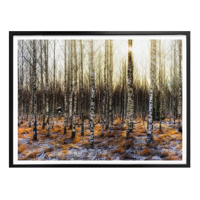 Poster Olsen - Sonnenschein im Birkenwald