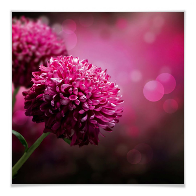 Poster Pink Dahlia