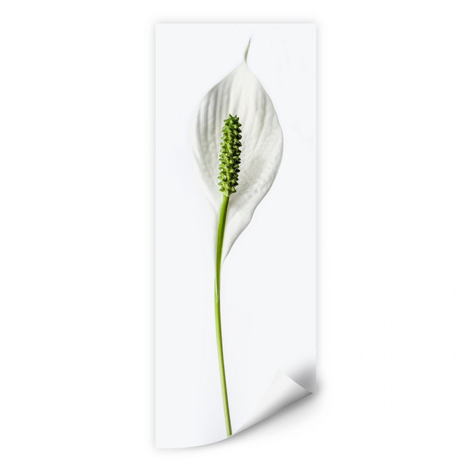 Wallprint Friedenslilie