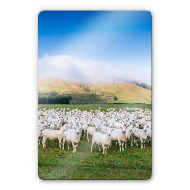 Glasbild Colombo - Schafherde in Neuseeland
