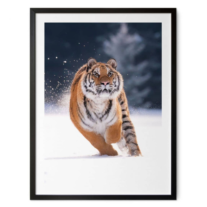 Poster Sibirischer Tiger im Schnee - van Duijn