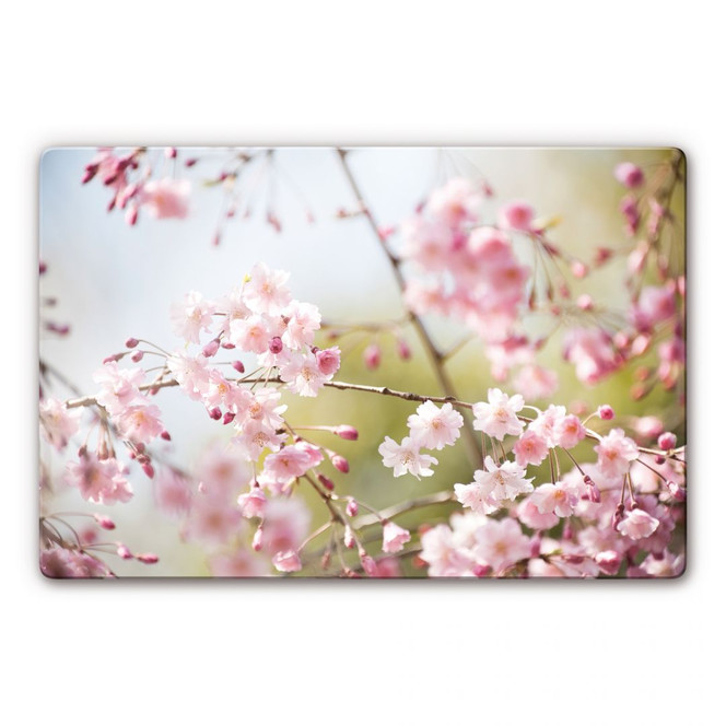 Glasbild Cherry Blossoms