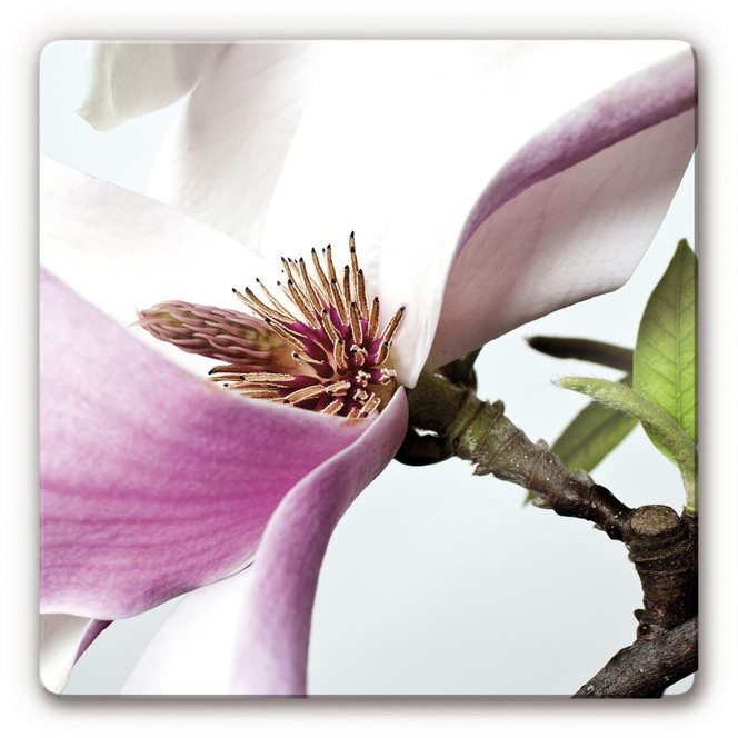 Glasbild Magnolie