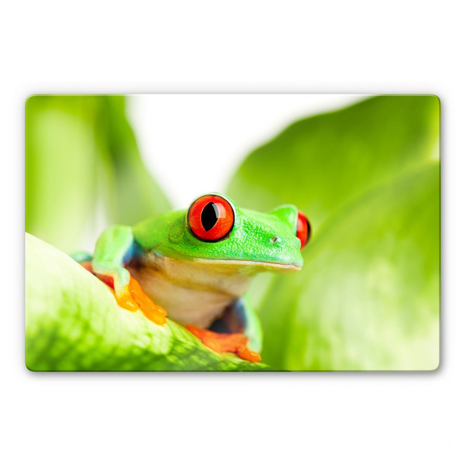 Glasbild Knallfrosch